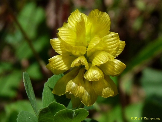 {Trifolium campestre}